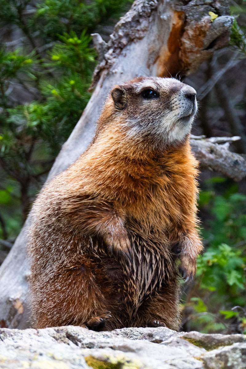 Marmot